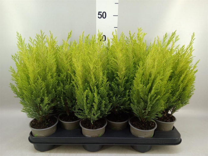 <h4>Chamaecyparis laws. 'Ellwoods Emp'</h4>