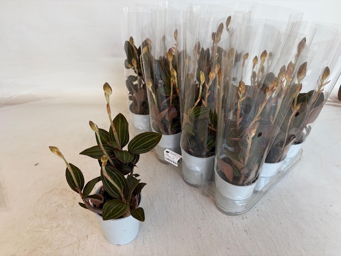 <h4>LUD DISCOLOR</h4>