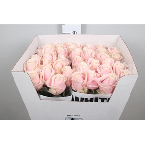 R Gr Sweet Avalanch+