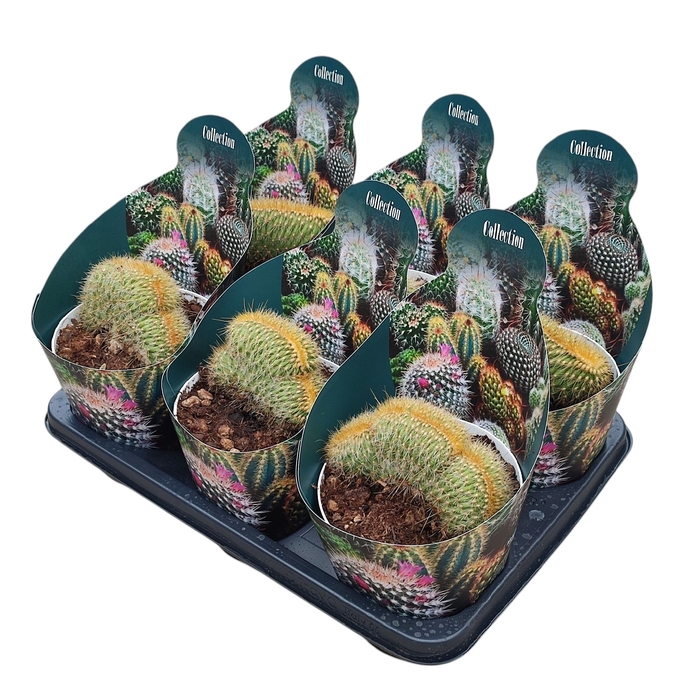 <h4>Vatricania Guentheri Crestata Potcover</h4>