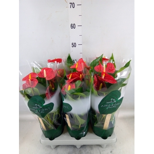 Anthurium andr. 'Aristo'