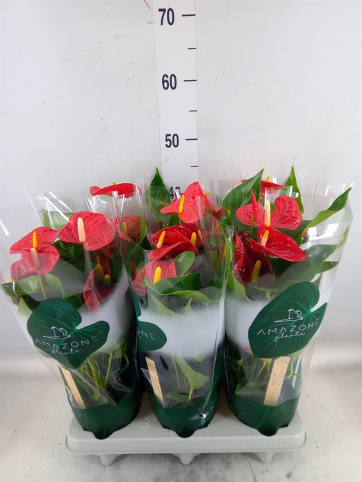 <h4>Anthurium andr. 'Aristo'</h4>