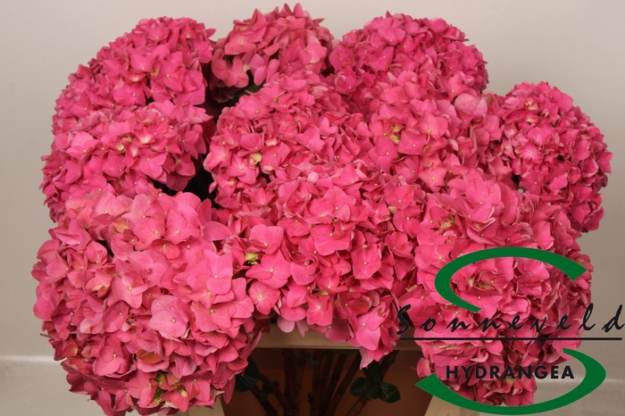 <h4>HYDR M CH RODEO RD</h4>