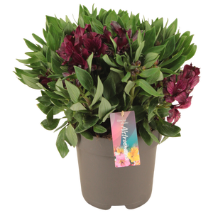 Alstroemeria Inticancha Dark Purple p21