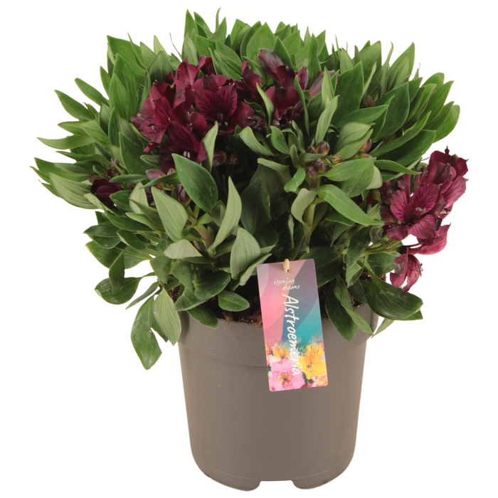 <h4>Alstroemeria Inticancha Dark Purple p21</h4>