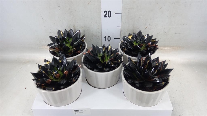 <h4>Echeveria agavoides</h4>