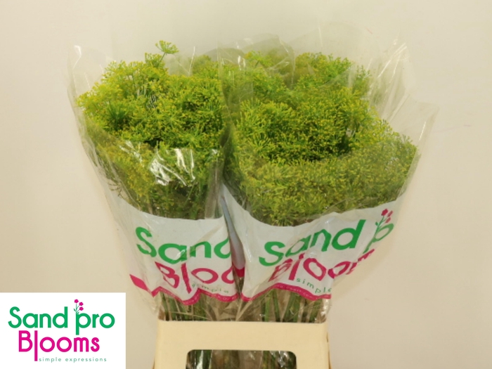 <h4>ANET GRAVEOLENS</h4>