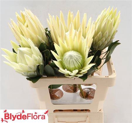 <h4>Protea Cynaroides</h4>