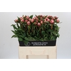Paeonia Sarah Bernhardt