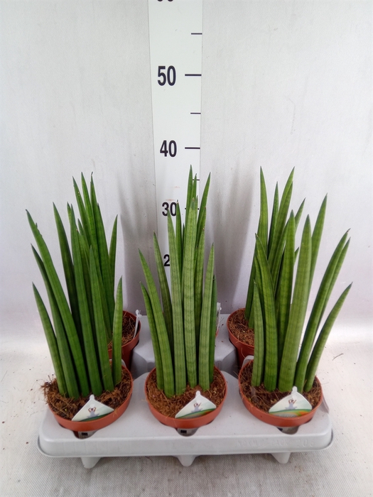 <h4>Sansevieria cyl.  ...</h4>