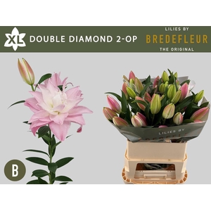 LI OR DU DOU DIAMOND 2+