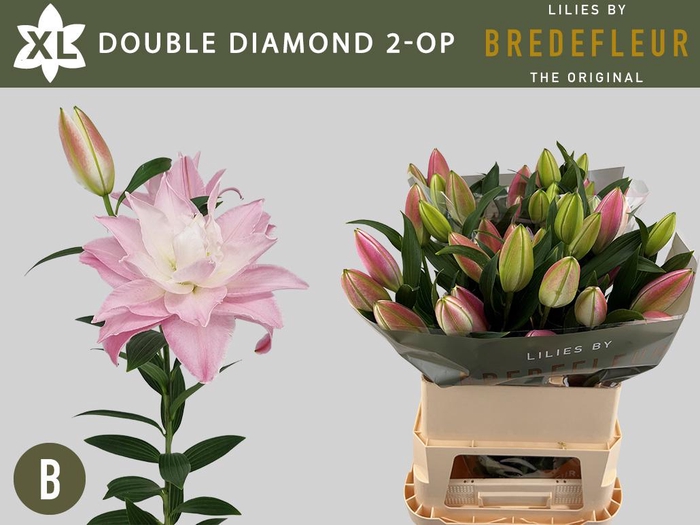 <h4>LI OR DU DOU DIAMOND 2+</h4>