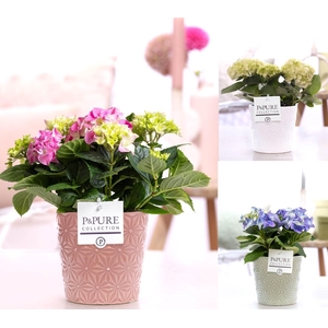 Hydrangea mix in P&PURE Juliette ceramics ass. 3