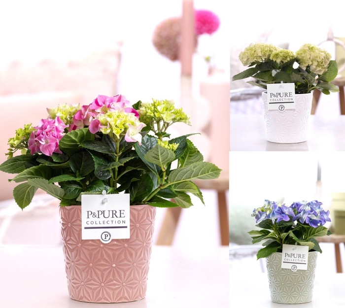 <h4>Hydrangea mix in P&PURE Juliette ceramics ass. 3</h4>