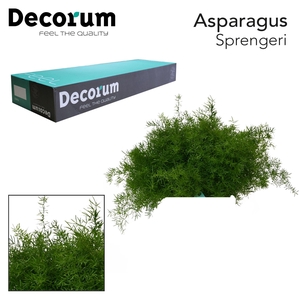 ASP SPRENGERI 65cm box x50