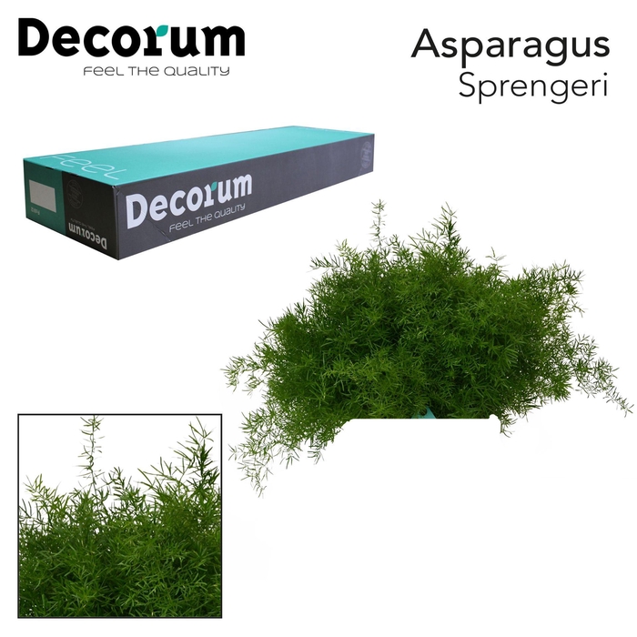 <h4>ASP SPRENGERI 45cm box x50</h4>