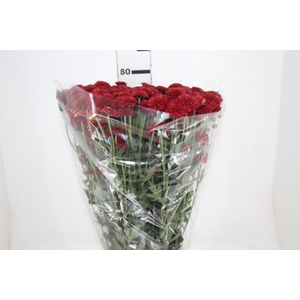 CRISANTEMO SANTINI ARMY 080 CM VERMELHO