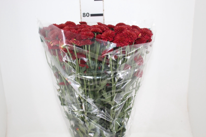 <h4>CRISANTEMO SANTINI ARMY 080 CM VERMELHO</h4>