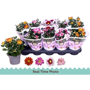 CHRYS GEM 2 KL BLOEM