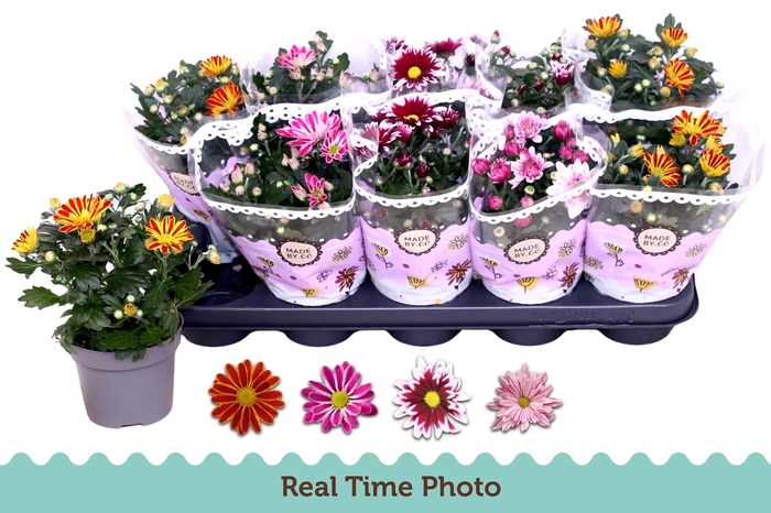 <h4>CHRYS GEM 2 KL BLOEM</h4>