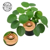 Pilea Peperomioides 12cm Frans etiket