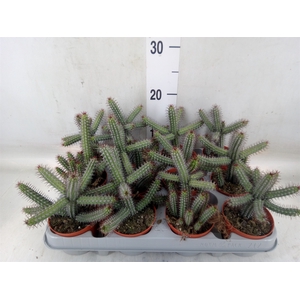 Euphorbia baioensis