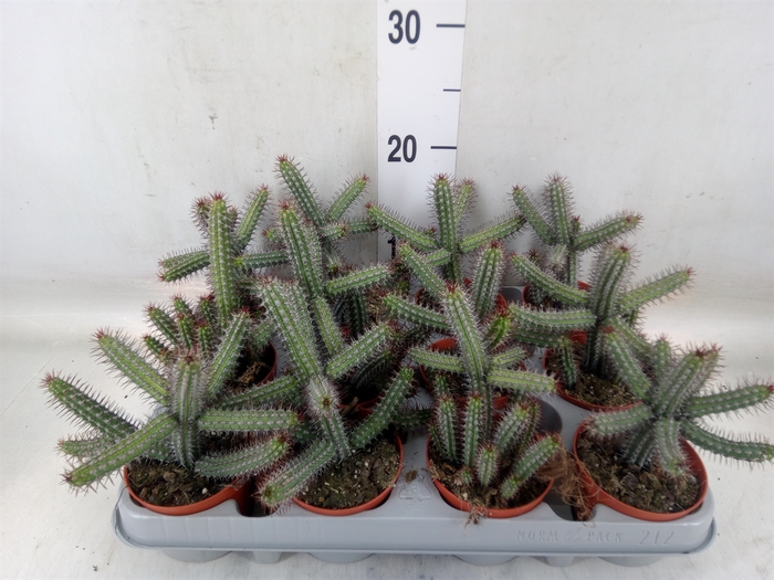 <h4>Euphorbia baioensis</h4>