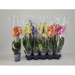 PHAL OV