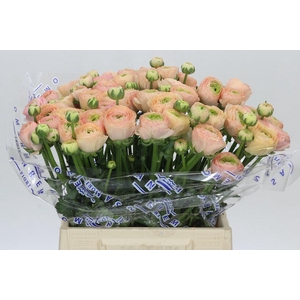 Ranunculus Clooney Tuareq Extra