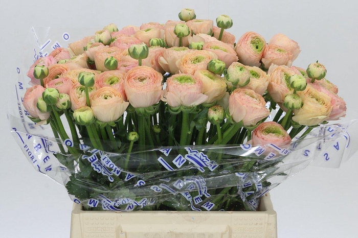 Ranunculus Clooney Tuareq Extra