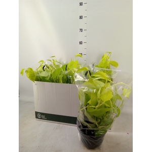 Epipremnum pinn. 'Golden Pothos' HG