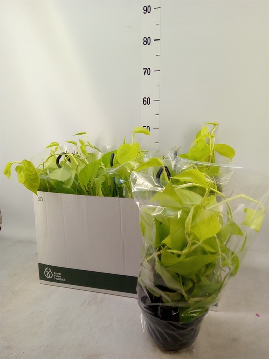 <h4>Epipremnum pinn. 'Golden Pothos' HG</h4>