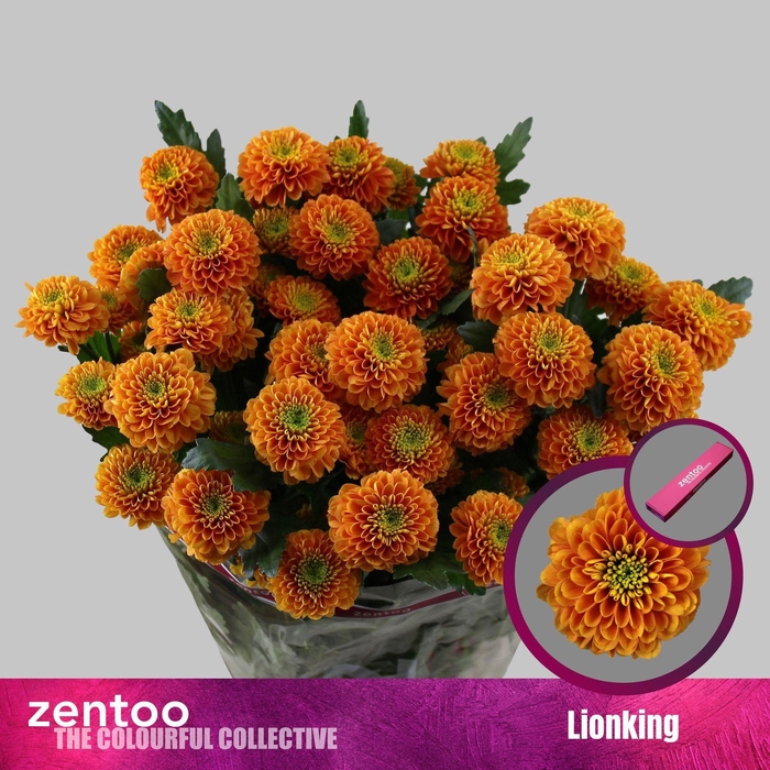 <h4>CHRYSANTHEMUM TR 'LIONKING'</h4>