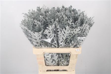 <h4>Senecio Maritima</h4>