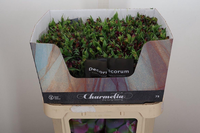 <h4>Alst Fl Charme Purpl</h4>