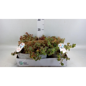 Crassula   ...
