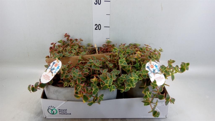 <h4>Crassula ...</h4>