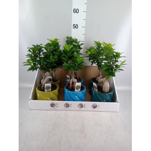 Ficus microcarpa 'Ginseng'