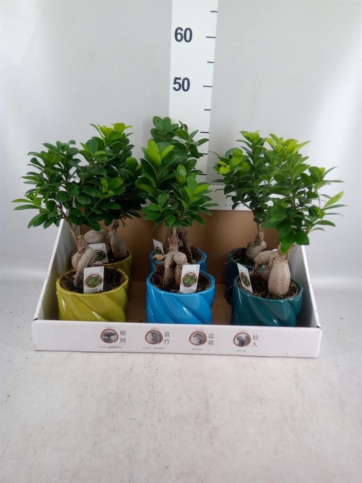 <h4>Ficus microcarpa 'Ginseng'</h4>