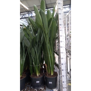 Strelitzia reg.
