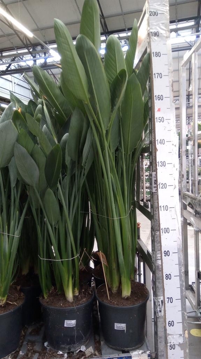 <h4>Strelitzia reg.</h4>