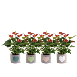 Anthurium 12 cm Diamond Red in Jolijn 3 ceramics