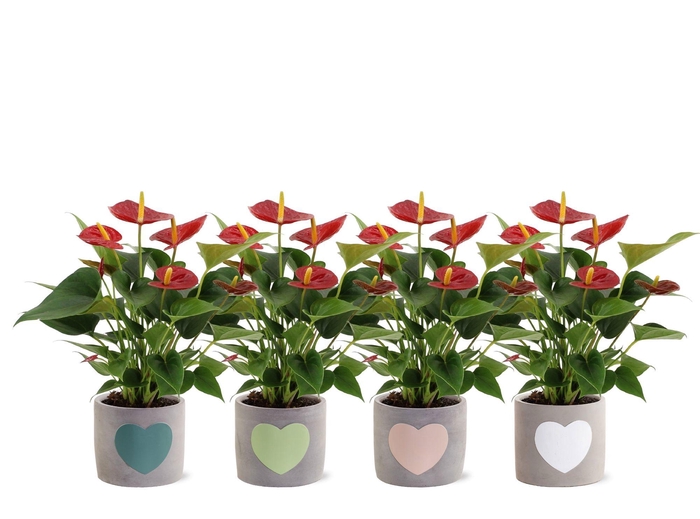 <h4>Anthurium 12 cm Diamond Red in Jolijn 3 ceramics</h4>