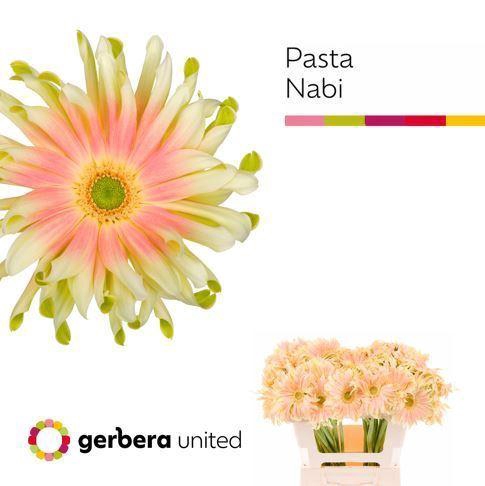 <h4>GERBERA PASTA NABI</h4>