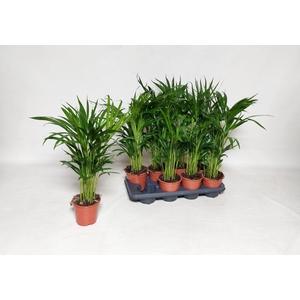 Dypsis lutescens   ...Chrysalidoca