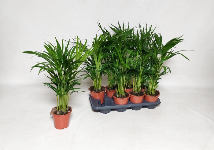 <h4>Dypsis lutescens   ...Chrysalidoca</h4>