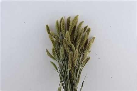<h4>Dried Setaria Natural Bunch</h4>
