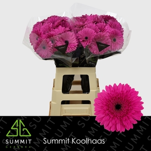 GE GR MADEIRA EXTRA LANG