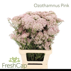 OZOTH COOKS TALL PIN