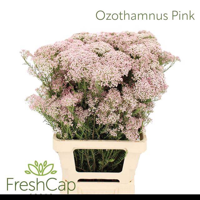 <h4>OZOTH COOKS TALL PIN</h4>
